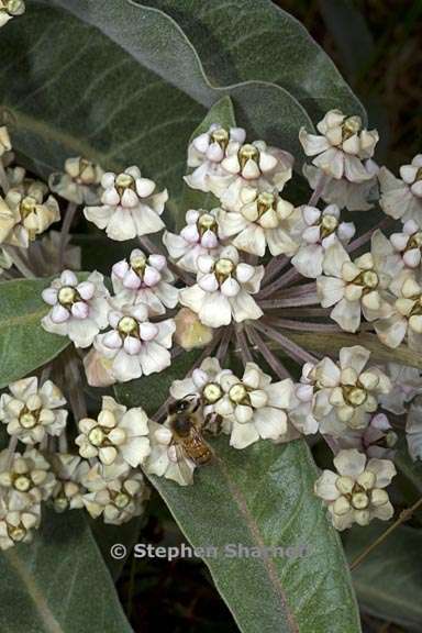 asclepias eriocarpa 3 graphic